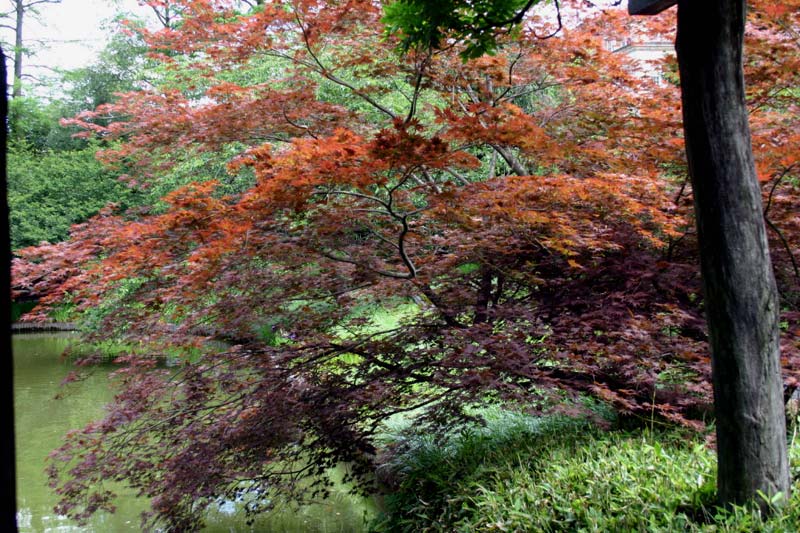 Acers in Brooklyn Botanic Gardens - Photographer Peter Barber